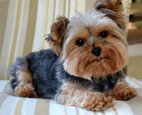 cachorro iorque charlie.